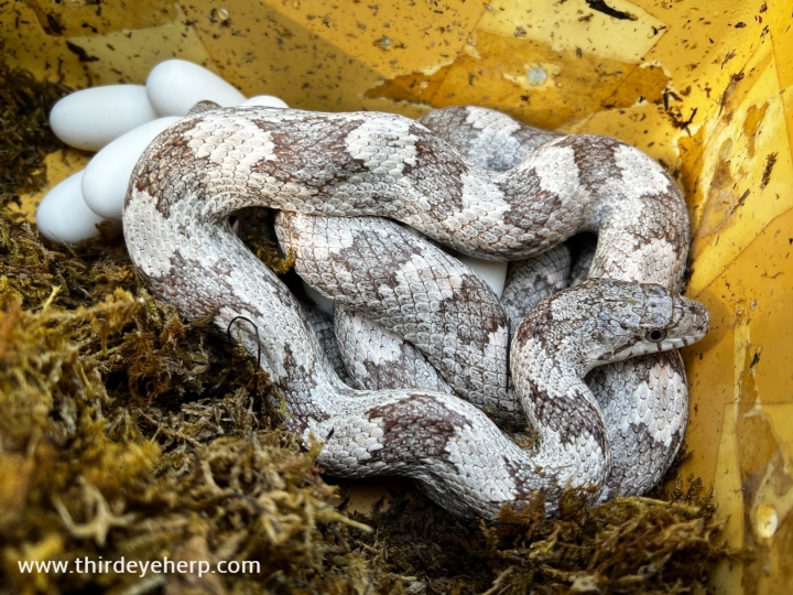 Gray Rat Snake